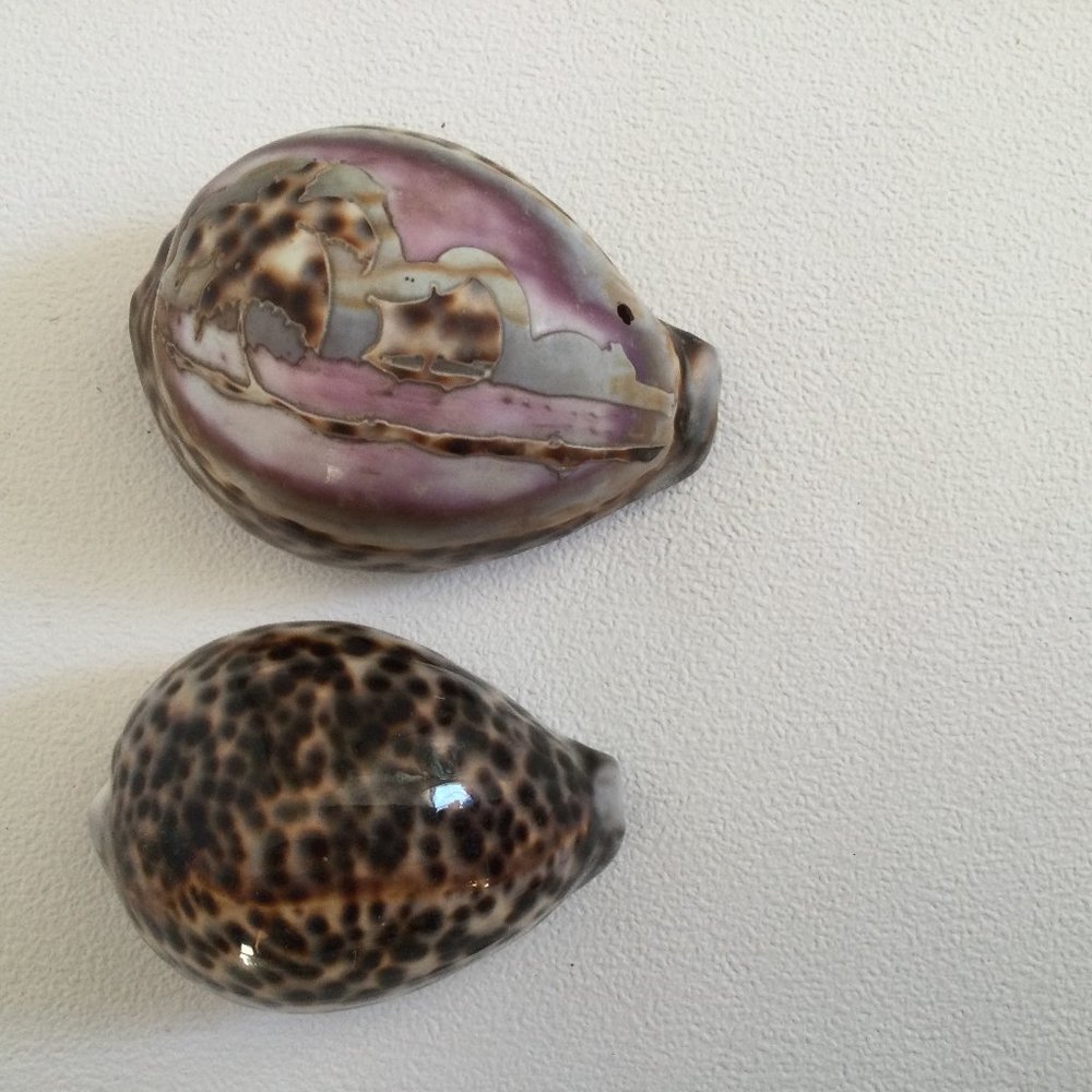 Two sea shells decoration v1